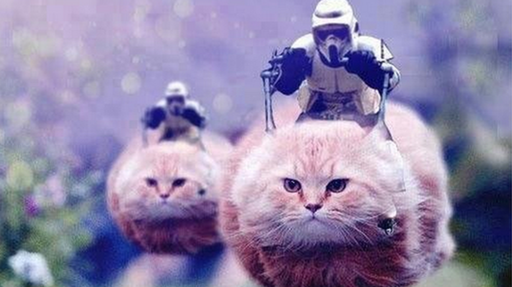 _86825678_cats9