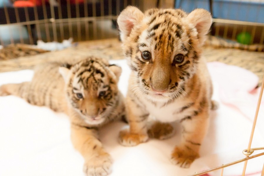 amur_tiger_cubs