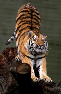 tyger