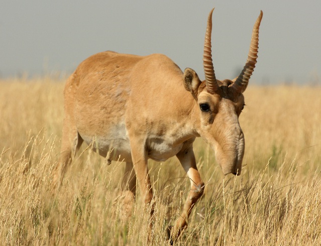 saiga-2